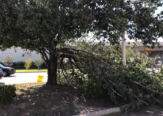 Are Trees A Liability On My Commercial Property?