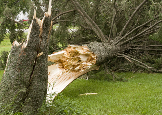 How to Protect Your Home from Windstorm Damage This Winter